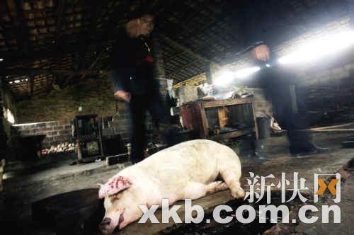 團(tuán)伙日產(chǎn)數(shù)千斤病死豬肉疑用劇毒農(nóng)藥處理臭肉