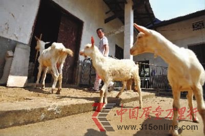 7月29日上午,長(zhǎng)沙縣黃花鎮(zhèn),韋星雨的5只羊在鄉(xiāng)下避暑。記者 田超 攝