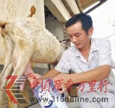 ▲7月29日上午,長(zhǎng)沙縣黃花鎮(zhèn),韋星雨在家里給羊擠奶。 ▲7月29日上午,長(zhǎng)沙縣黃花鎮(zhèn),韋星雨在家里給羊擠奶。